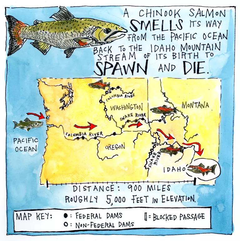 A Chinook salmon smells its way from the Pacific Ocean back to the Idaho mountain stream of its birth to spawn and die.