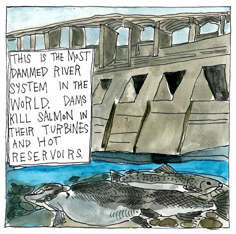 This is the most dammed river system in the world. Dams kill salmon in their turbines and hot reservoirs.