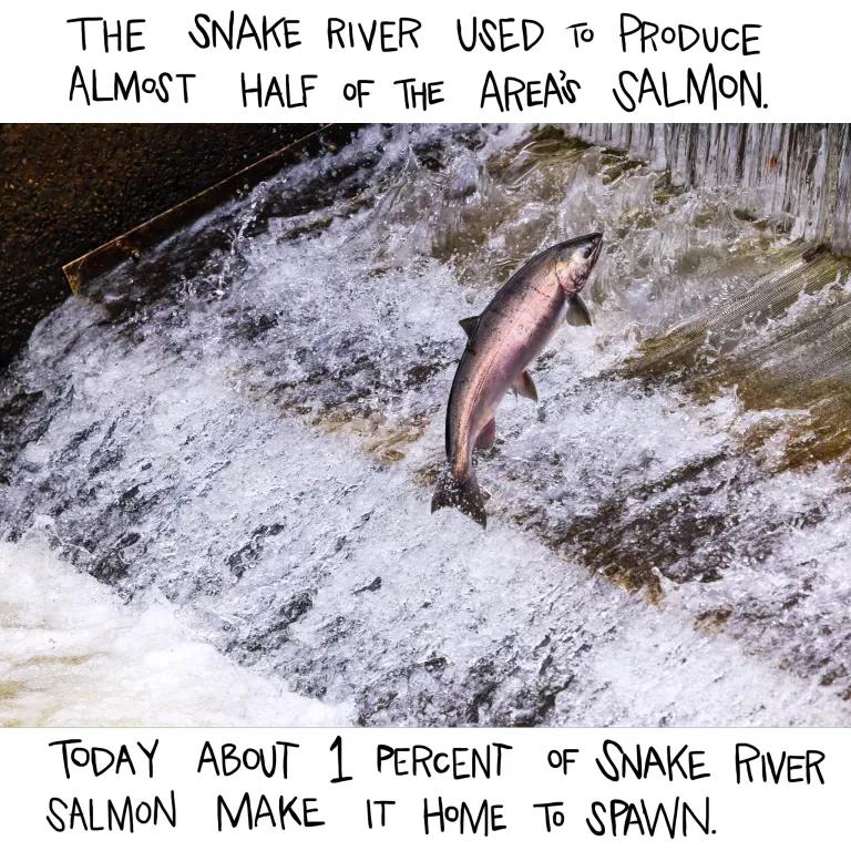 The Snake River used to produce almost half of the area’s salmon. Today about 1 percent of Snake River salmon make it home to spawn. 