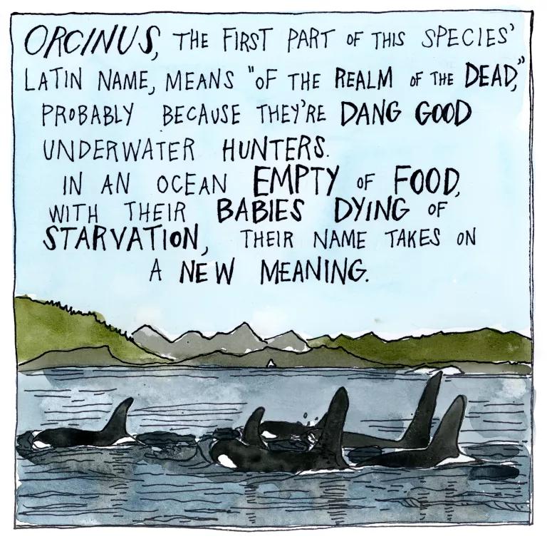 Orcinus, the first part of this species’ Latin name, means “of the realm of the dead,” probably because they’re dang good underwater hunters. In an ocean empty of food, with their babies dying of starvation, their name takes on a new meaning. 