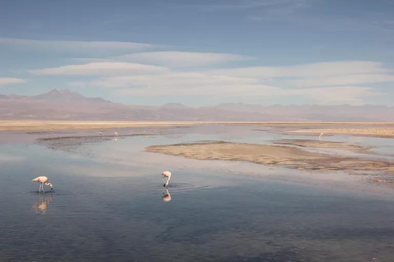Two flamingos stand in shallow water