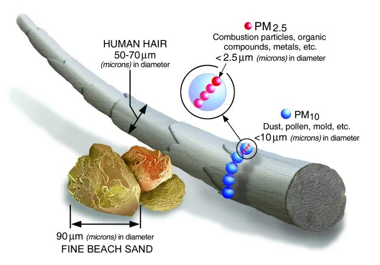 Graphic comparing the size of fine particulate pollution to a human hair.