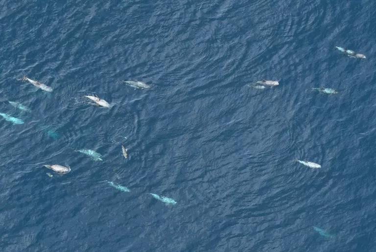 Risso's dolphins with calves sighted in the Monument