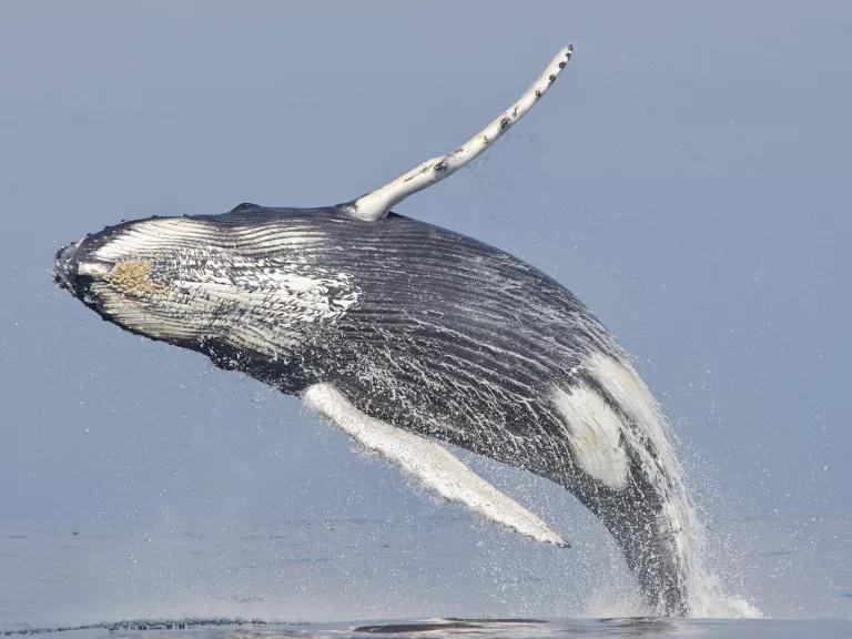 A humpback whale breaches out of the water