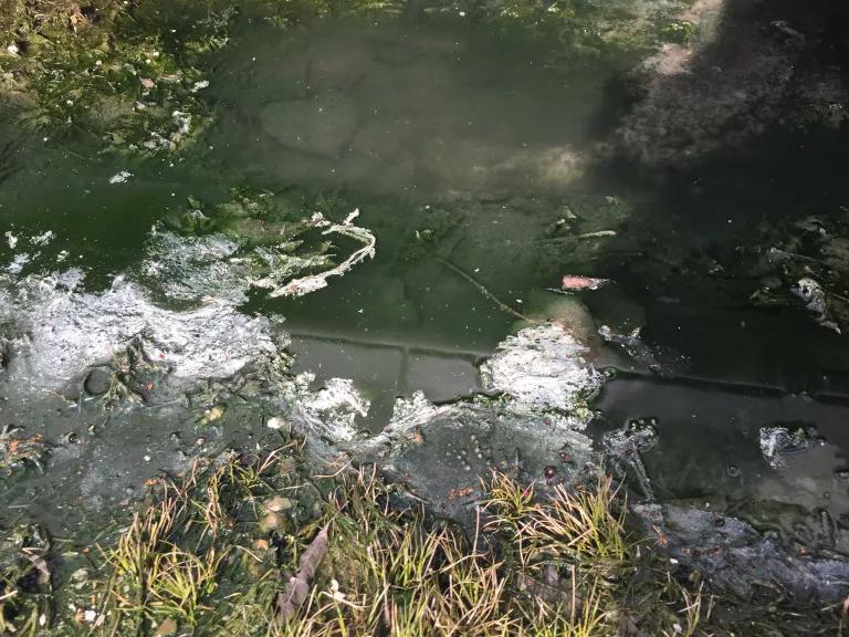 Sewage in stormwater ditch 2019