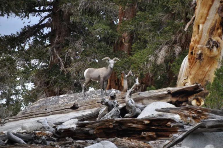 Sierra Nevada Bighorn Sheep, Mt. Langley Herd