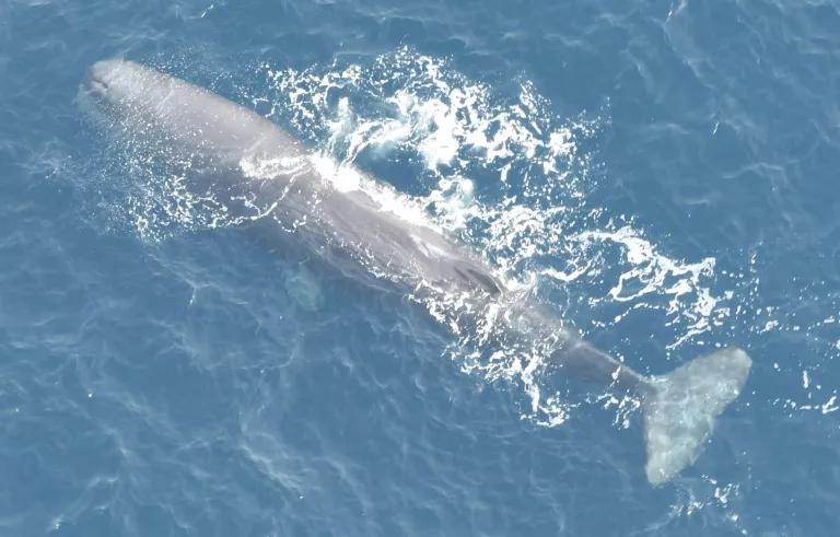 Deep diving sperm whales also frequent the Marine National Monument