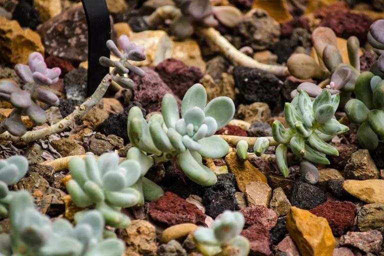 Succulent plants growing in a cultivated garden