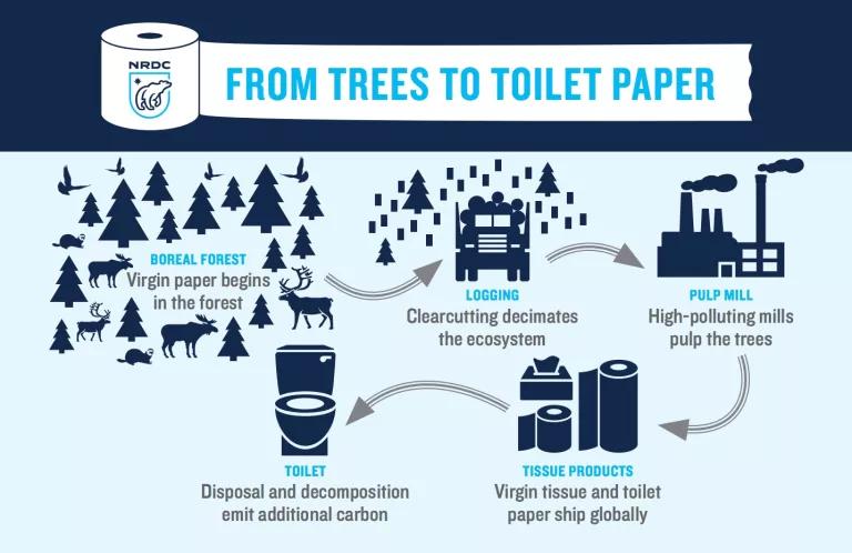 An infographic showing the toilet paper manufacturing process, entitled "From Trees to Toilet Paper"