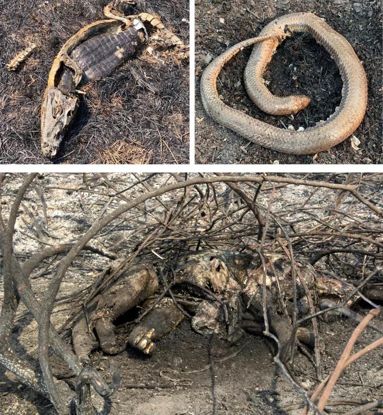 Three images show carcasses of burned animals
