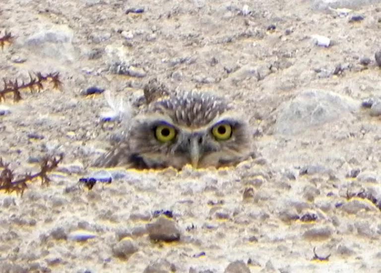 Western Burrowing Owl in NV