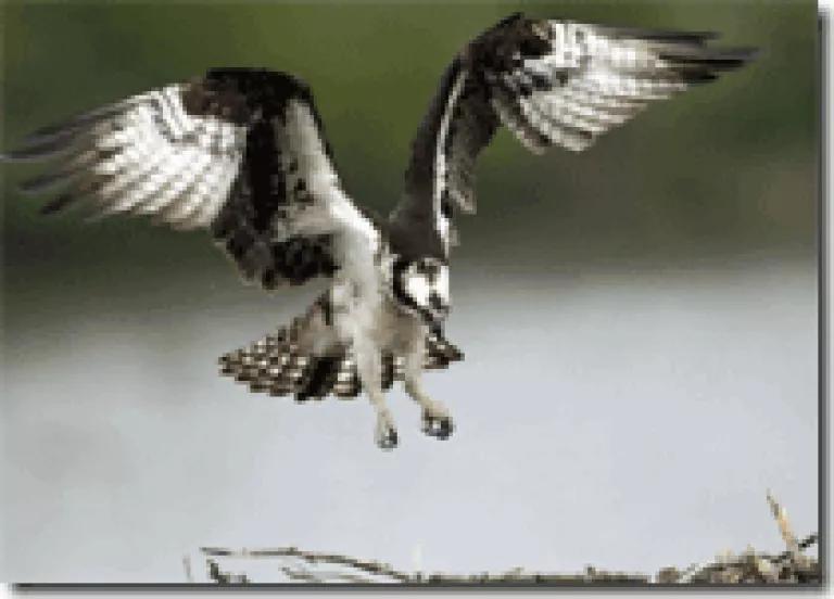 osprey (Michigan Department of Natural Resources)