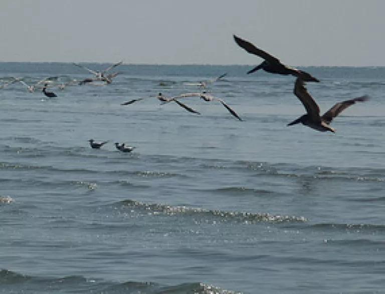 Birds near oil in the Gulf