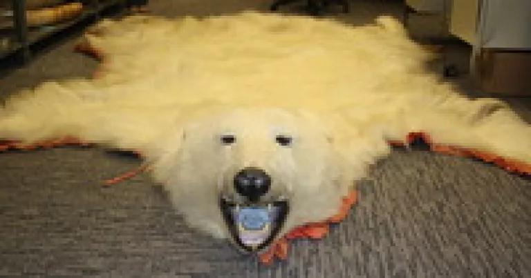 polar bear rug (USFWS) 