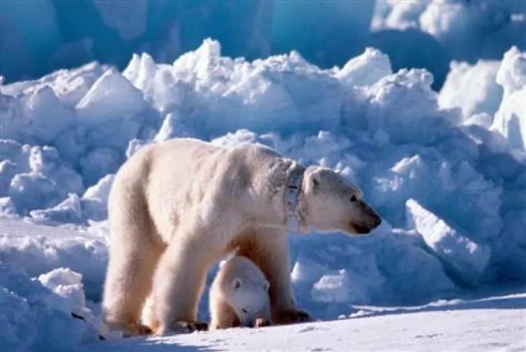 Steven Amstrup USGS polar bears.jpg