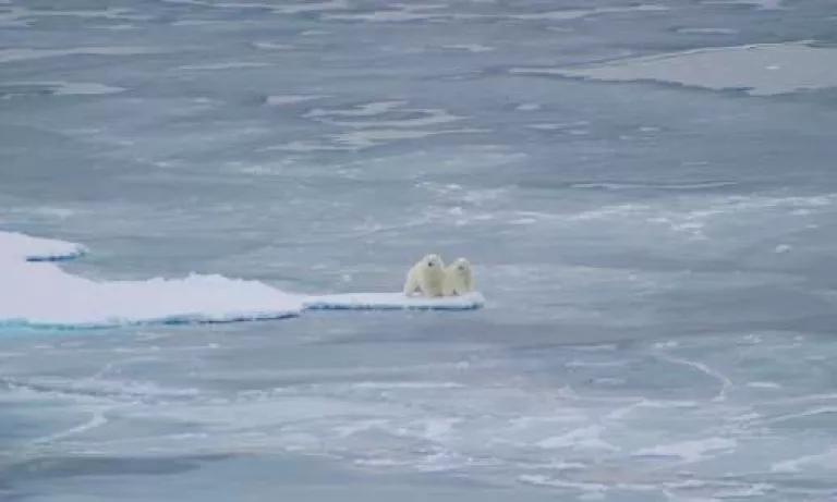USGS polar bears.jpg