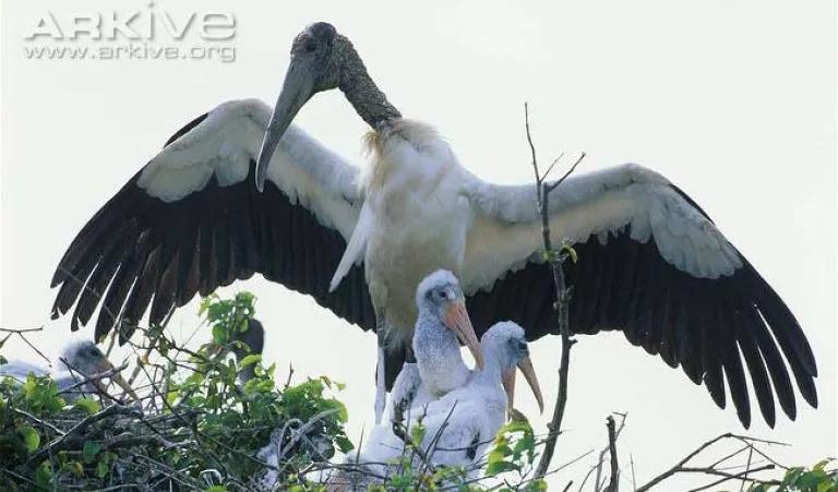 Wood Stork nest.jpg