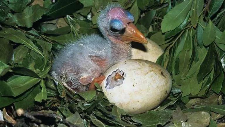 Wood Storks egg.jpg