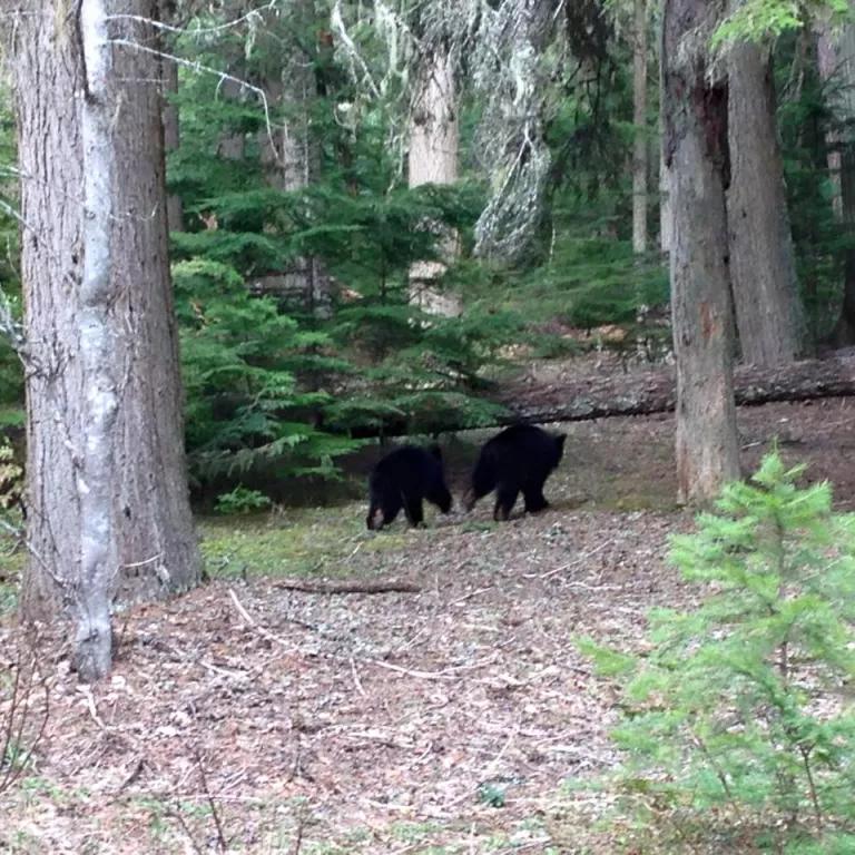 black bear cubs.jpg