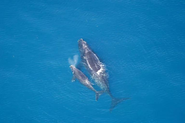 Right whale mom and newborn calf off Florida.  Credit: NOAA