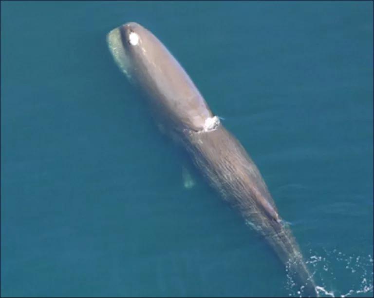 sperm whale (1).png