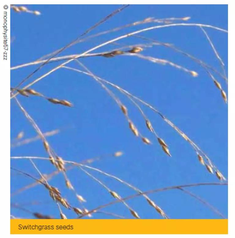 switchgrass.png