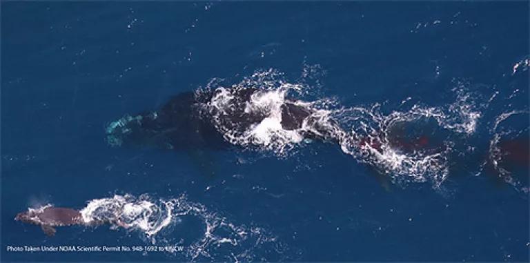 North Atlantic right whale and newborn calf