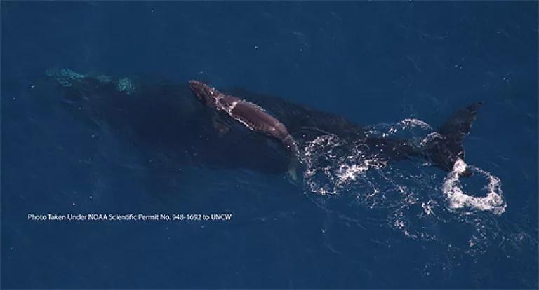 Endangered North Atlantic right whale and newborn calf