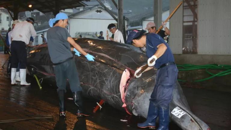 Thumbnail image for 2009_7_25_JAPAN_Chiba_cetacean_Wada BBW dorsal blubber incision_CMP_2058.JPG