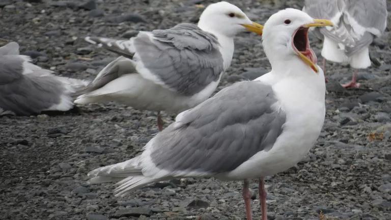 Seagulls on beach. 