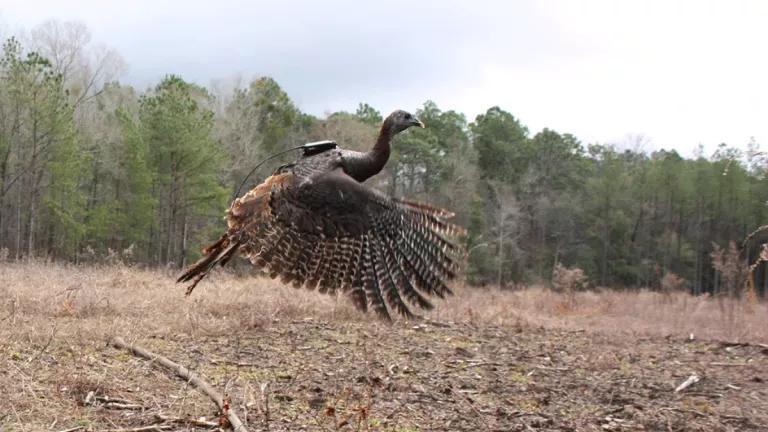 A turkey takes flight after a GPS unit is attached.