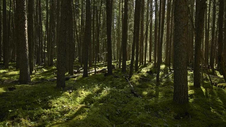 The richly coated floor of a primary boreal forest in northwestern Ontario, Canada