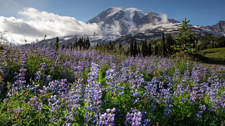 A valley full of purple flowers and trees with a tall snowy mountain peak in the distance