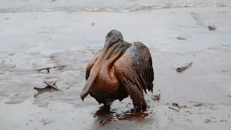 Photo of a brown pelican completely covered in crude oil.