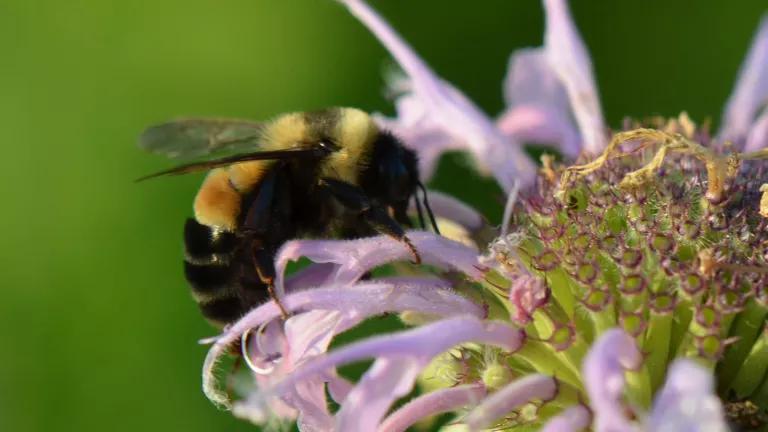 A rusty patched bumble bee on a bergamot flower.