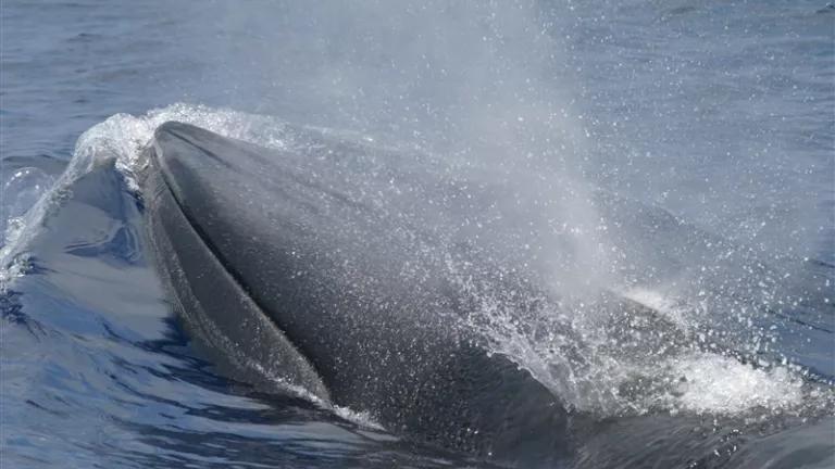 A Gulf of Mexico whale swimming in the Gulf of Mexico