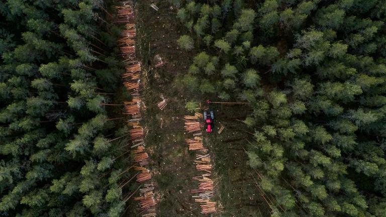 Clearcut forest 