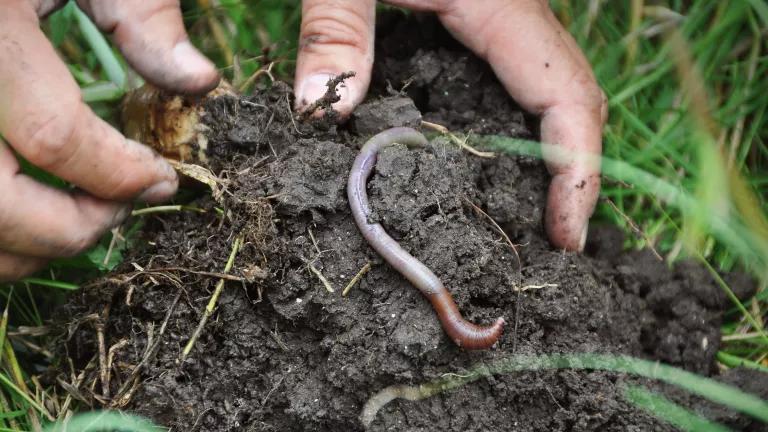 An earthworm in the soil of a no-till field.