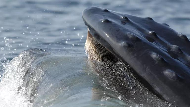 A humpback whale feeding by sifting water through its baleen plates.