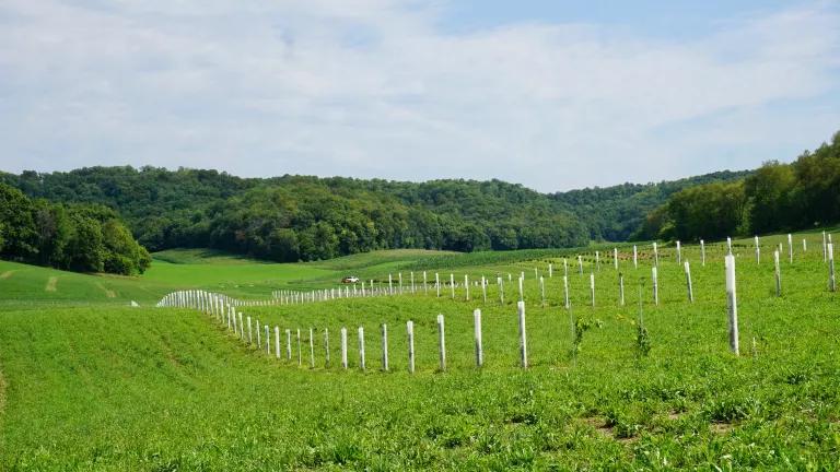 Agroforestry in action at the Savanna Institute's Demonstration Farm in Spring Green, Wisconsin