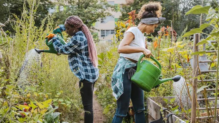 Women watering plants in a community garden