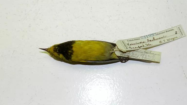 A labeled Bachman's warbler specimen at the Smithsonian Museum of Natural History.

The Bachman's warbler was officially listed as extinct by the USFWS on September 29, 2021.