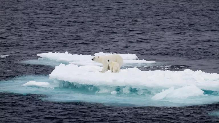 A mother polar bear and her young cub standing on an ice floe in Svalbard.