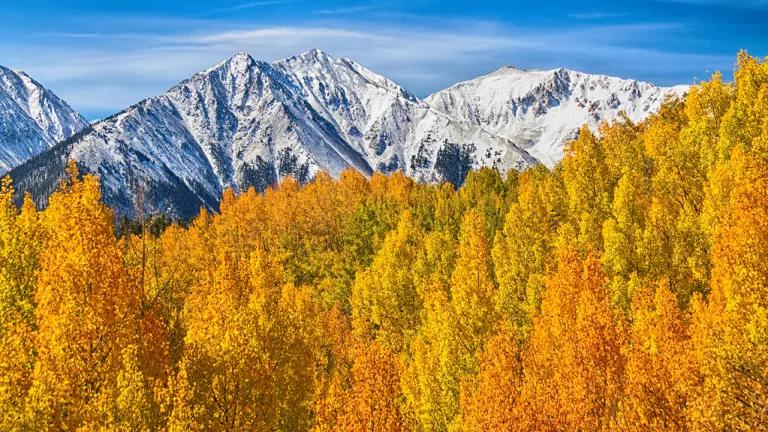 A scenic view of autumn trees with snowy mountains in the background