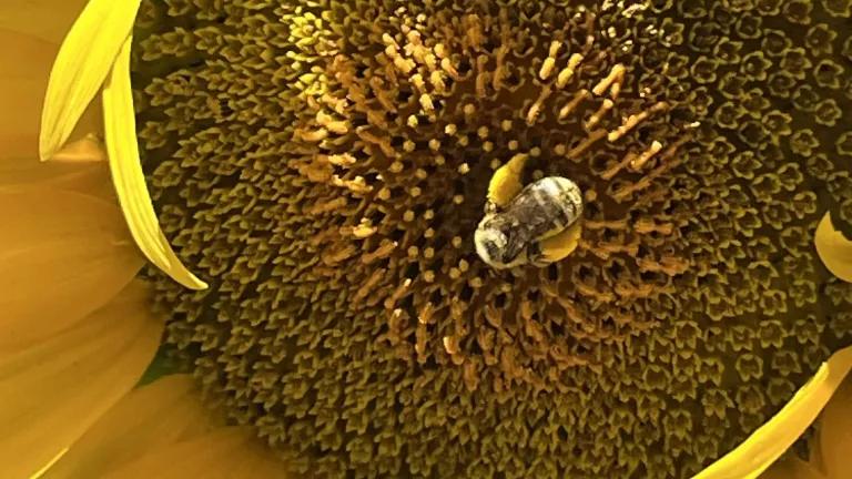 Photo of a bee collecting nectar and pollen from the center of a sunflower.
