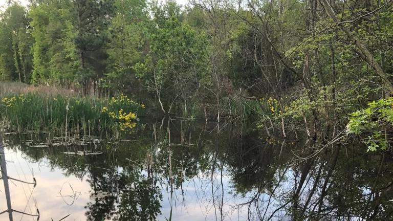 Arlington's wetland