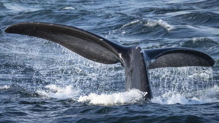 The tail of a North Atlantic right whale that is diving to feed in the Gulf of Saint Lawrence, Canada