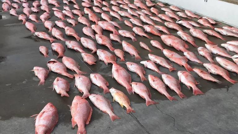 Illegally caught red snapper laid out for counting by the U.S. Coast Guard at South Padre Island, Texas, on April 23, 2018.

A total catch of 921 pounds was seized from a Mexican lancha boat illegally fishing in federal waters off southern Texas.