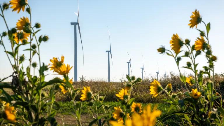 A field of flowers and turbines at King Plains Wind Farm in Oklahoma on September 29, 2023.