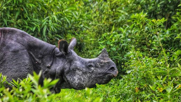 A greater one-horned rhinoceros in Kaziranga National Park, India.